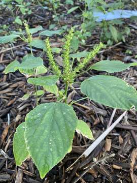 Image de Acalypha setosa A. Rich.