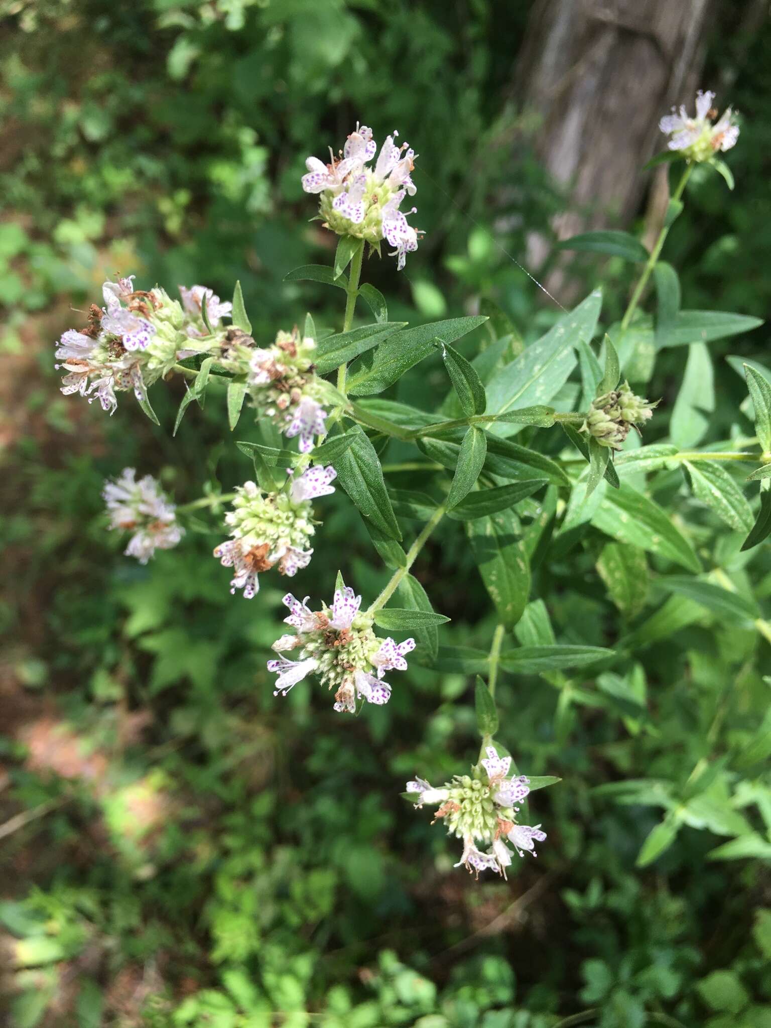 Image de Pycnanthemum torreyi Benth.