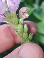 Image of Correll's False Dragonhead