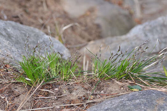 Слика од Carex lanceolata Boott