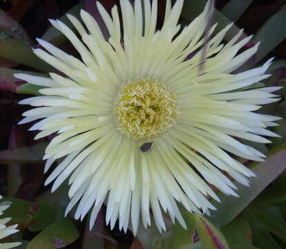 Imagem de Carpobrotus edulis subsp. edulis