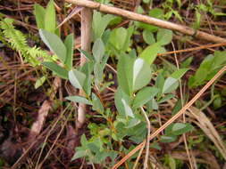 Image of Salix myrtilloides L.