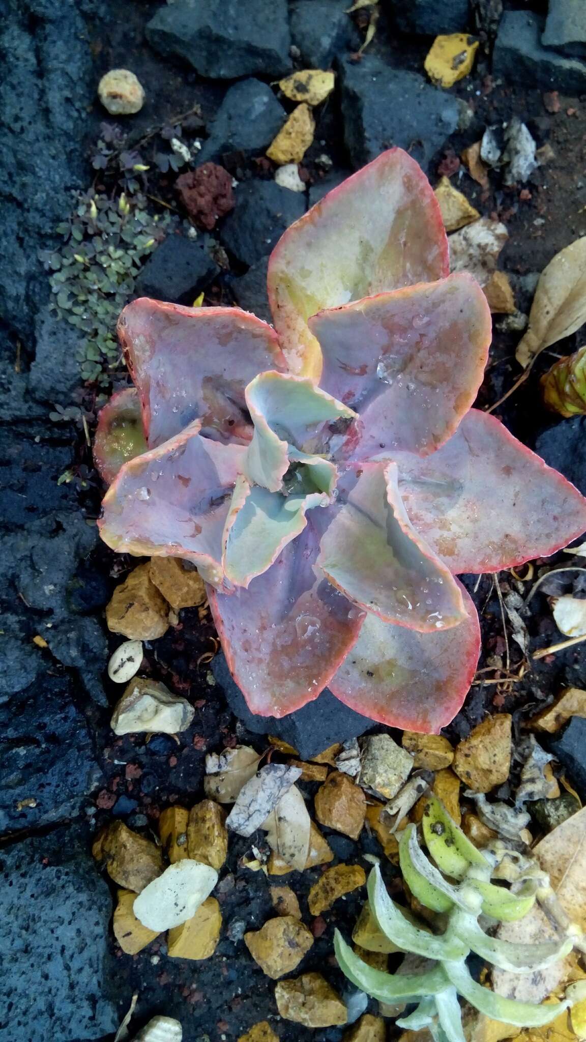 Echeveria gibbiflora DC. resmi