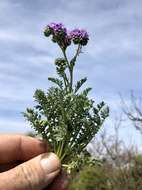 Image of Pope's phacelia