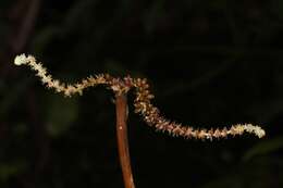 Image of Aponogeton bernierianus (Decne.) Hook. fil.