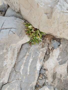 Image of Dionysia mira Wendelbo