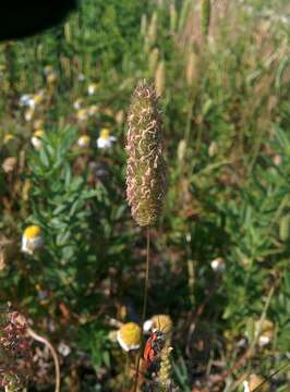 Image of Phleum arenarium L.