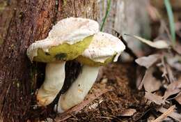 Image of Boletellus dissiliens (Corner) Pegler & T. W. K. Young 1981