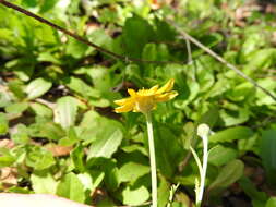 Sivun Pseudobahia heermannii (Durand) Rydb. kuva