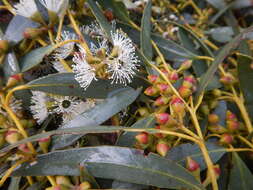 Image of Coastal White Mallee