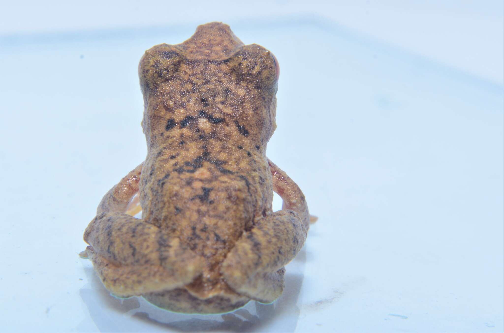 Image de Pristimantis quaquaversus (Lynch 1974)