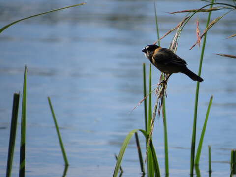 Image of Rusty-collared Seedeater