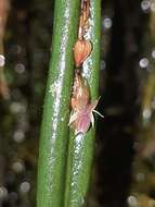 Image of Lepanthes mucronata Lindl.