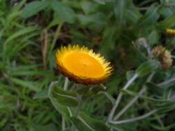 Image de Helichrysum aureolum O. M. Hilliard