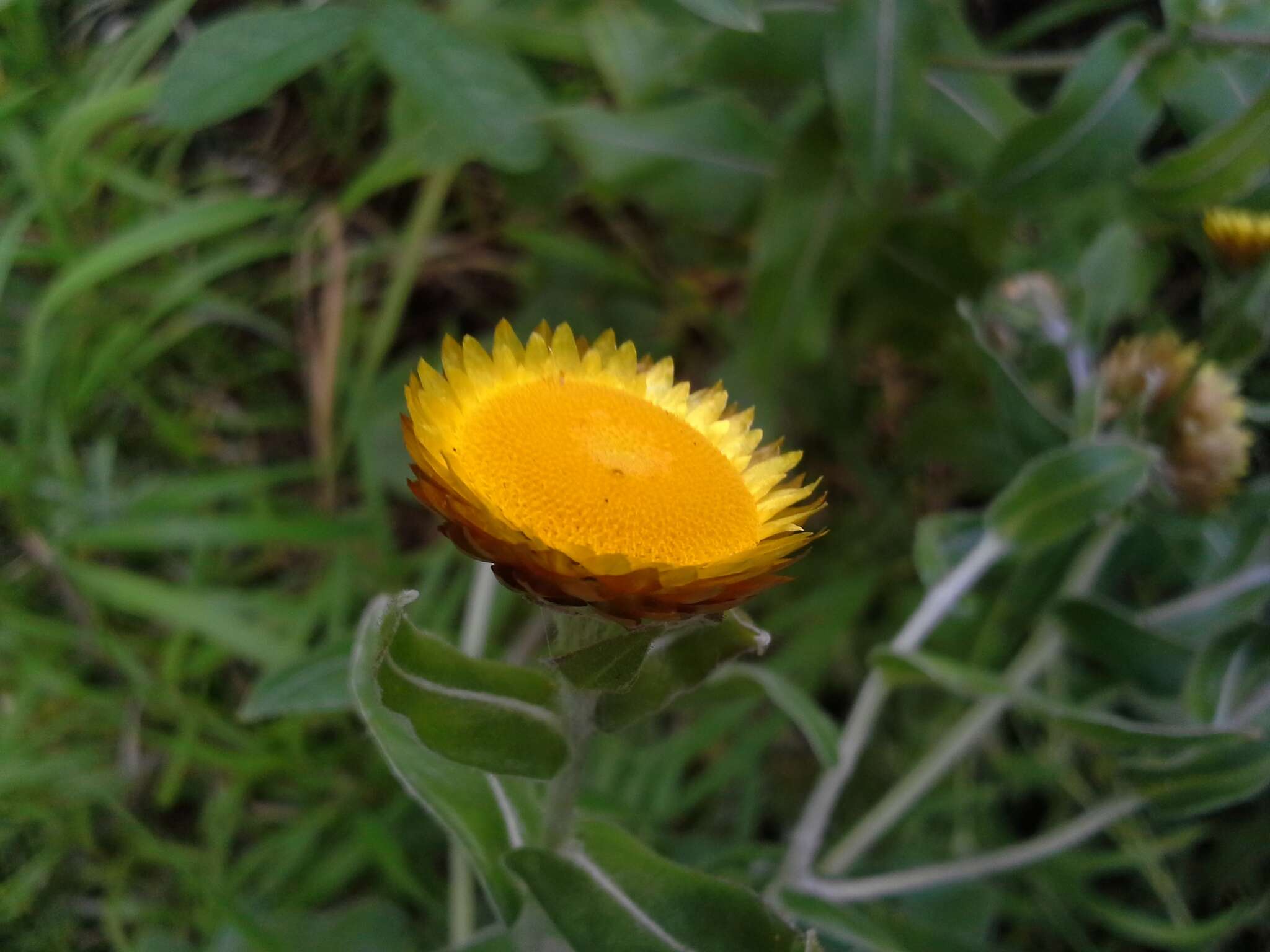 Image de Helichrysum aureolum O. M. Hilliard