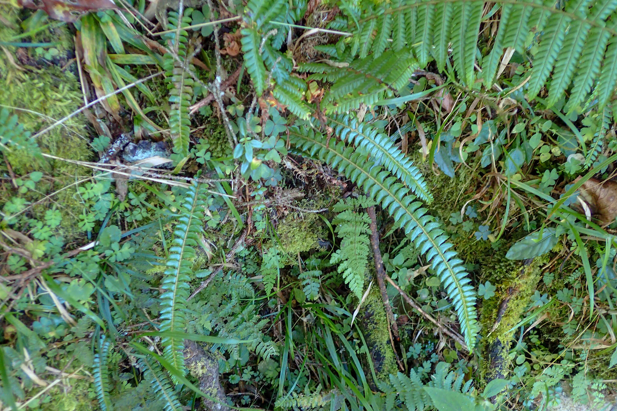 Image of Polystichum levingei C. Hope ex Christ