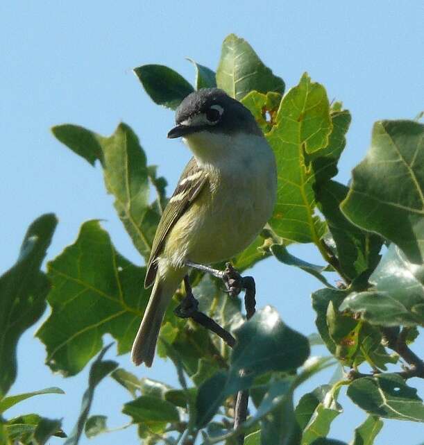 Слика од Vireo atricapilla Woodhouse 1852