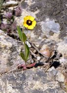 Image of Spotted Rock-rose