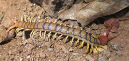 Image of red-headed centipede