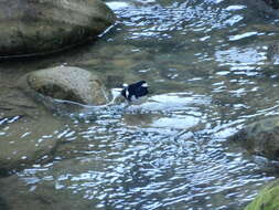 Image of Little Forktail