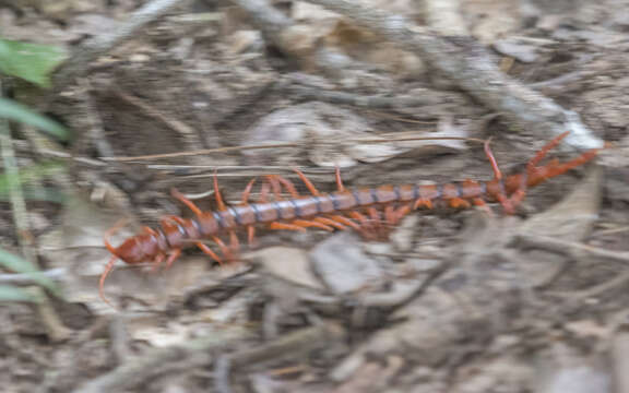 Image of Scolopendra dehaani Brandt 1840