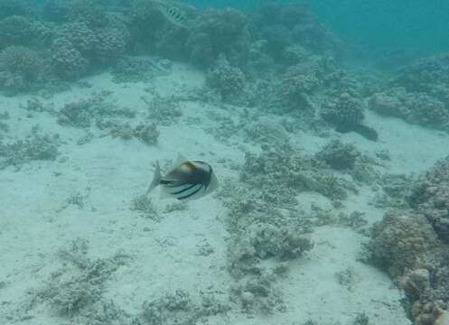 Image of Lagoon triggerfish