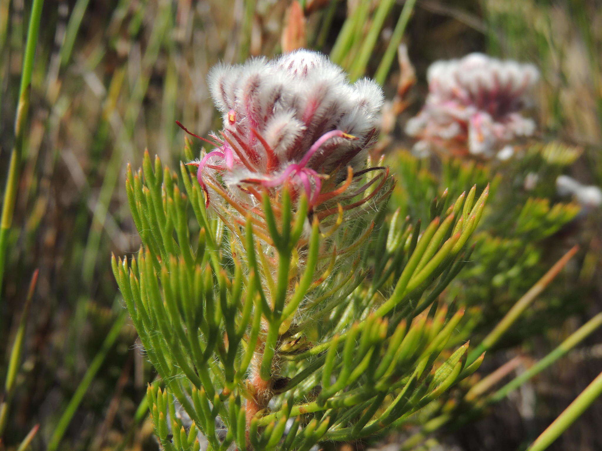 Image of Serruria hirsuta R. Br.