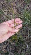 Image of Asparagus verticillatus L.