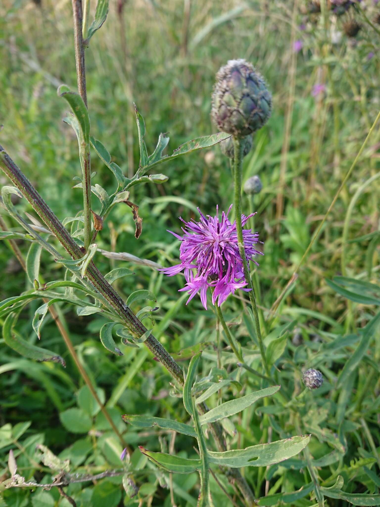 صورة Centaurea scabiosa subsp. scabiosa