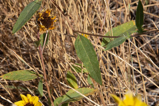 Image of Serpentine Sunflower