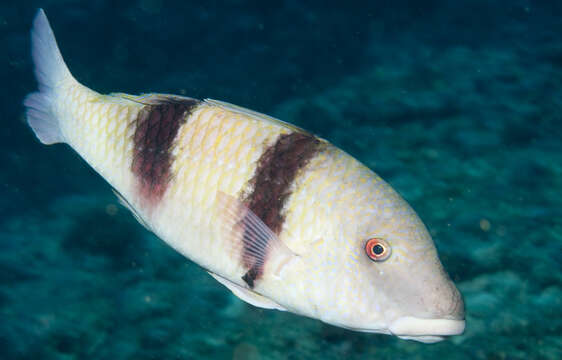 Image of Doublebar goatfish