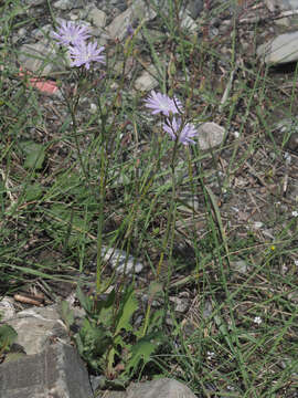 Image of Cicerbita macrophylla (Willd.) Wallr.