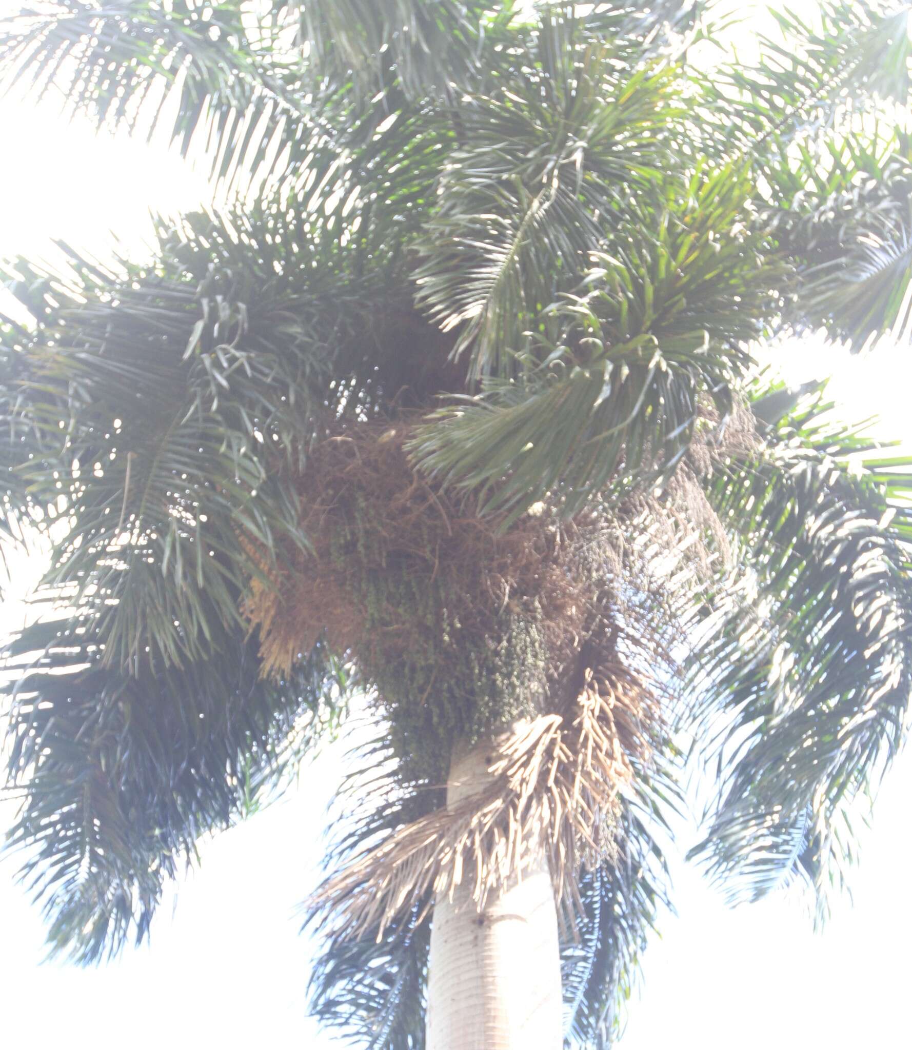 Image of Puerto Rico royal palm