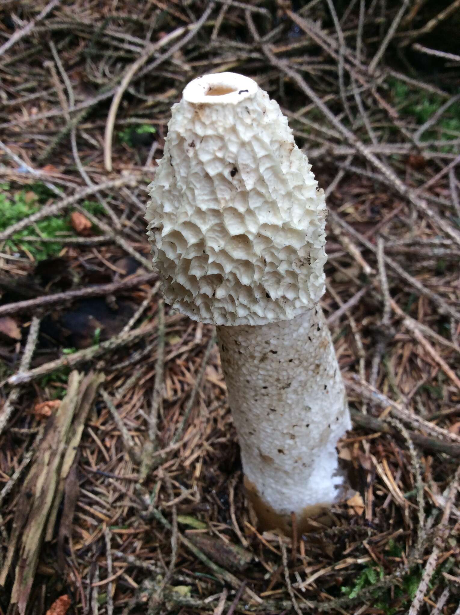 Image of Stinkhorn