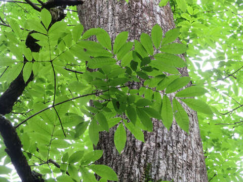 Image of Fraxinus platypoda Oliv.