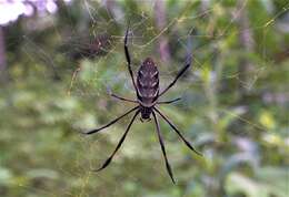 Imagem de Nephila comorana Strand 1916