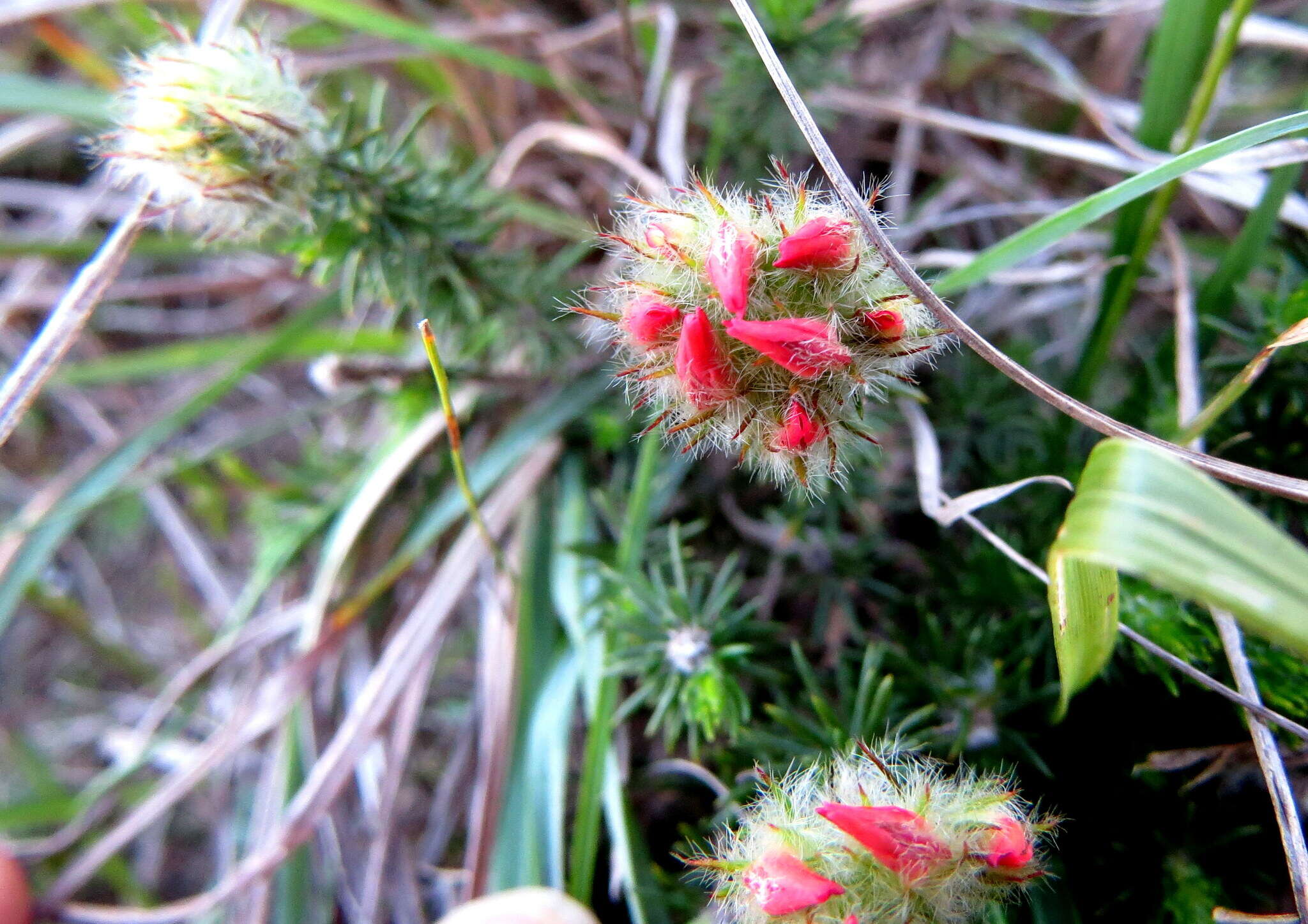 Image of Aspalathus rosea R. Dahlgren