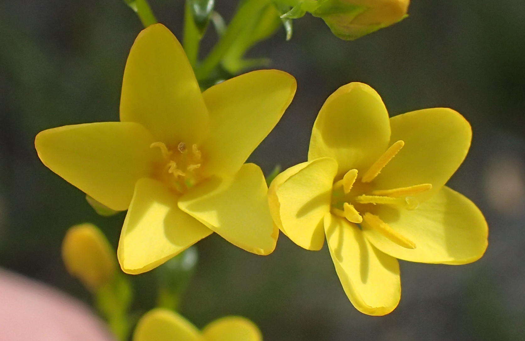 Image of Sebaea stricta (E. Mey.) Gilg