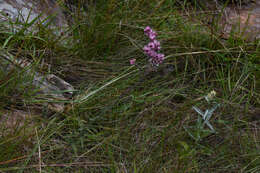 Image of Gyptis lanigera (Hook. & Arn.) R. King & H. Rob.