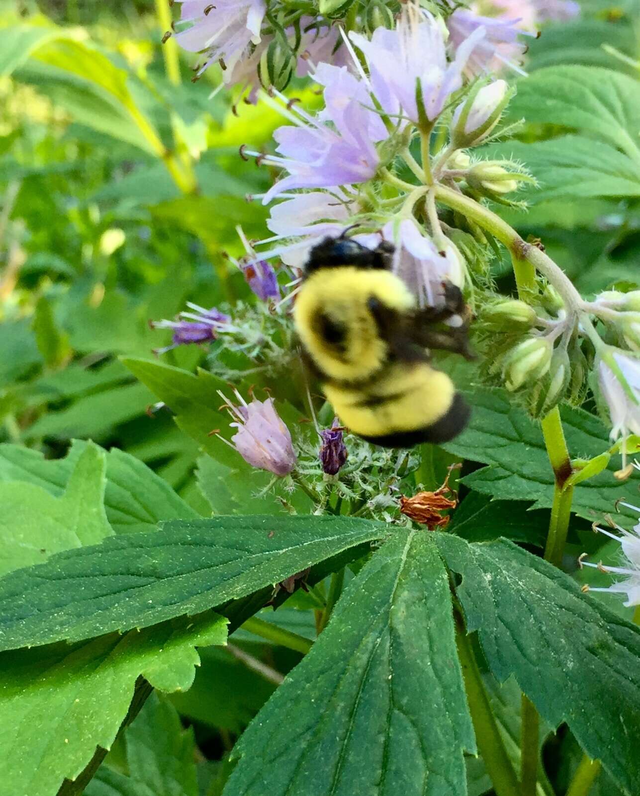 Image of Rusty patched bumble bee