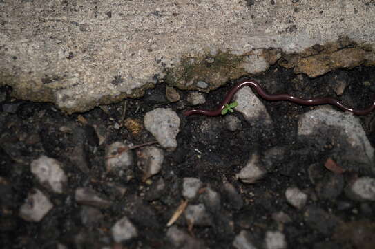 Image of Slender Worm Snake