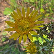 Sivun Berkheya rhapontica subsp. rhapontica kuva