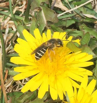 Image of Orange-legged furrow bee