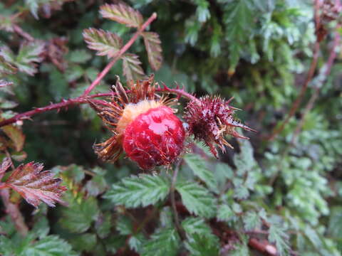 Plancia ëd Rubus pungens Cambess. ex Jacq.