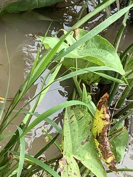 Imagem de Sagittaria australis (J. G. Sm.) Small