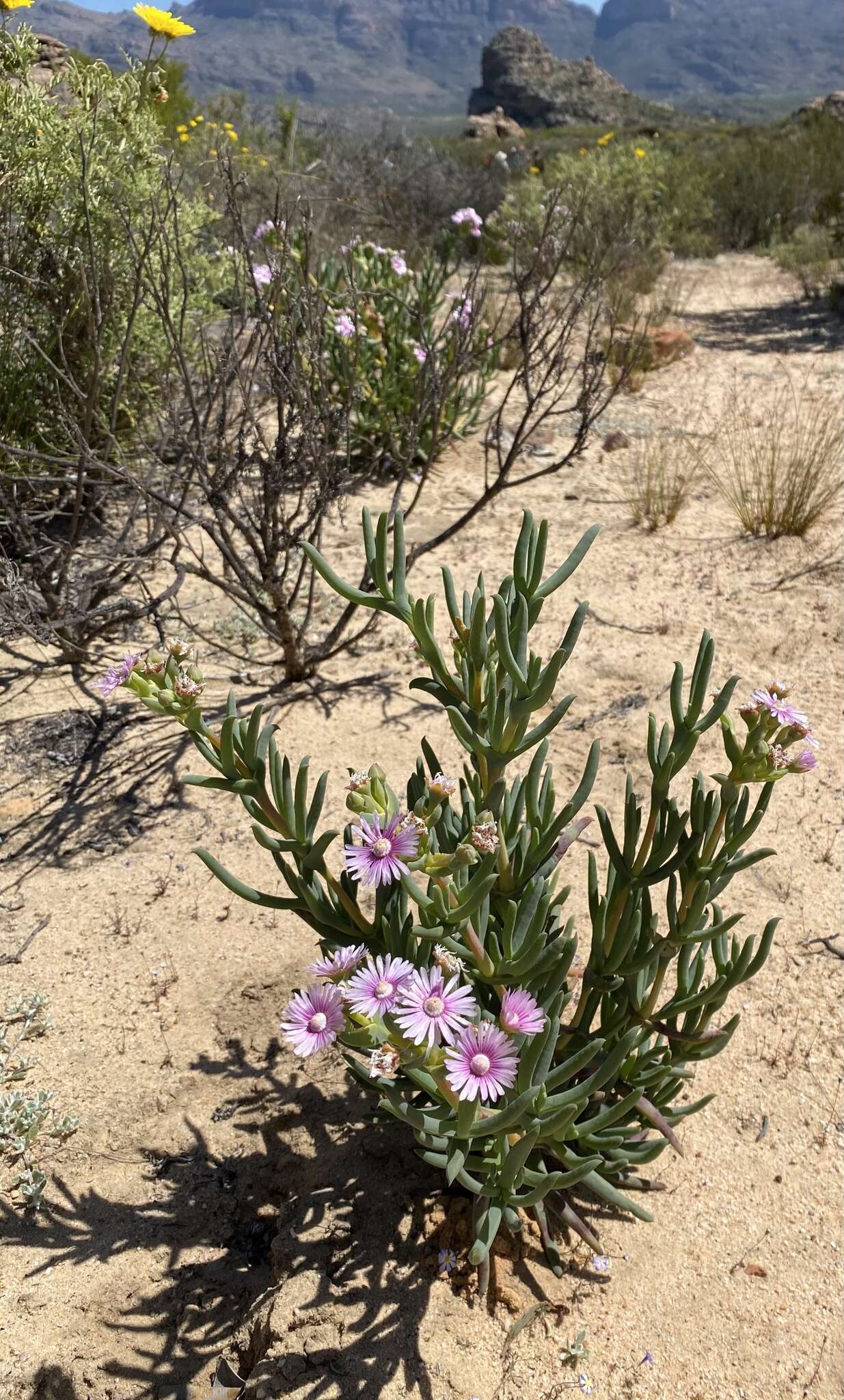 Image of Ruschia extensa L. Bol.