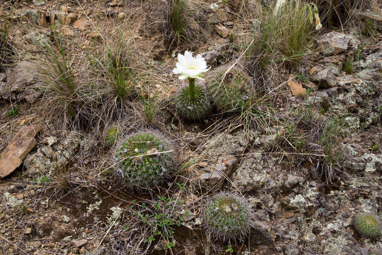 Echinopsis mamillosa Gürke resmi