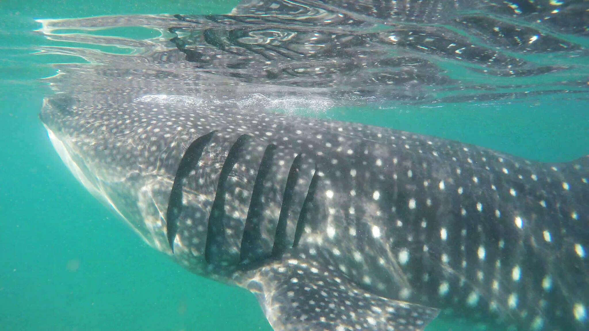 Image of whale sharks