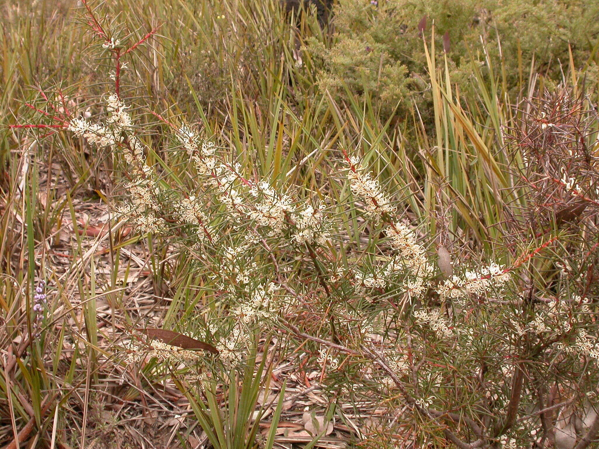 Imagem de Hakea decurrens R. Br.