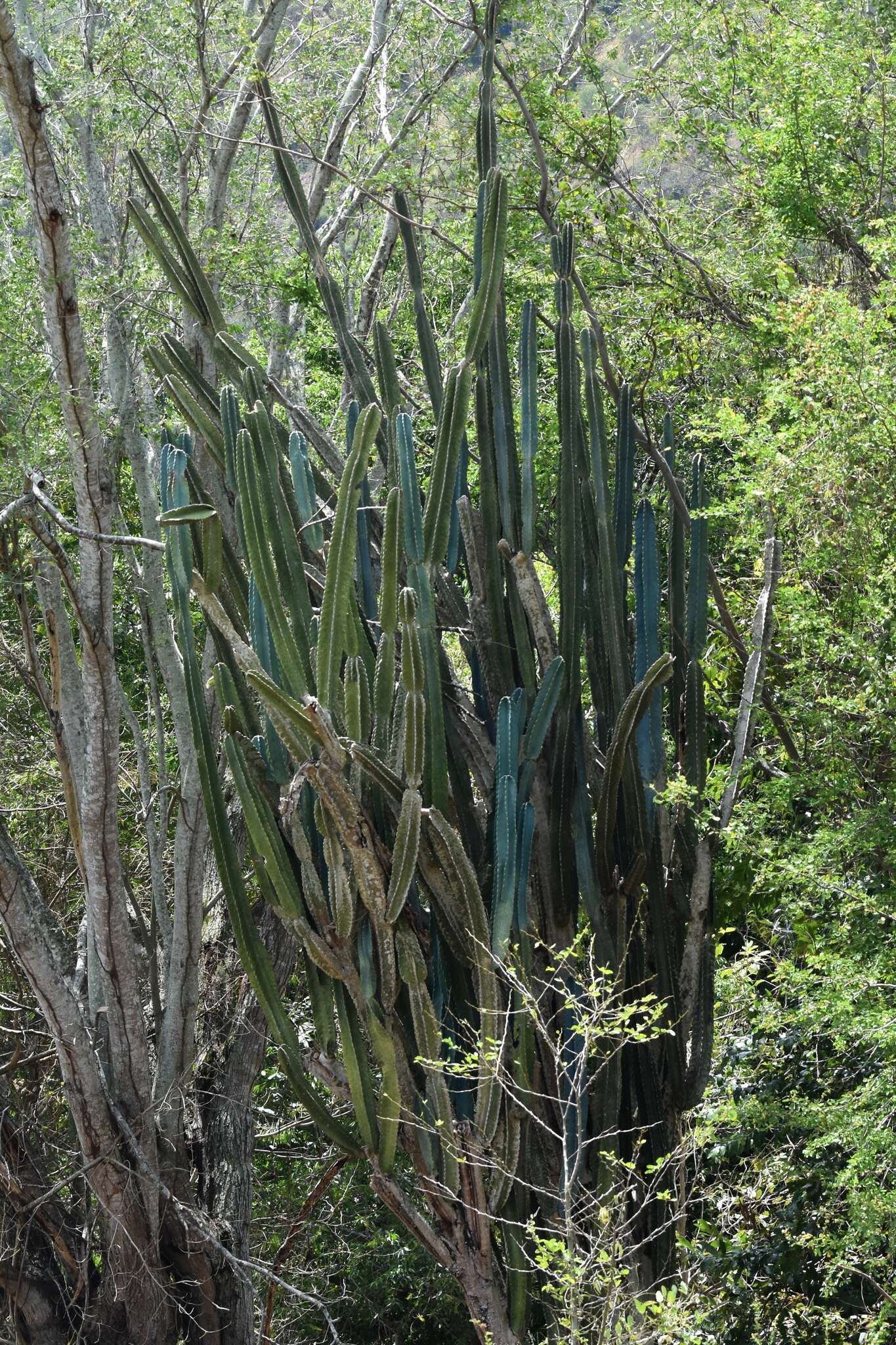 Image de Cereus hexagonus (L.) Mill.